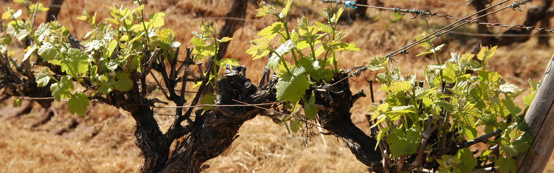 Découvrez le Domaine Malavieille et le Mas de Bertrand, producteurs de vin reconnus dans l'Hérault (34)