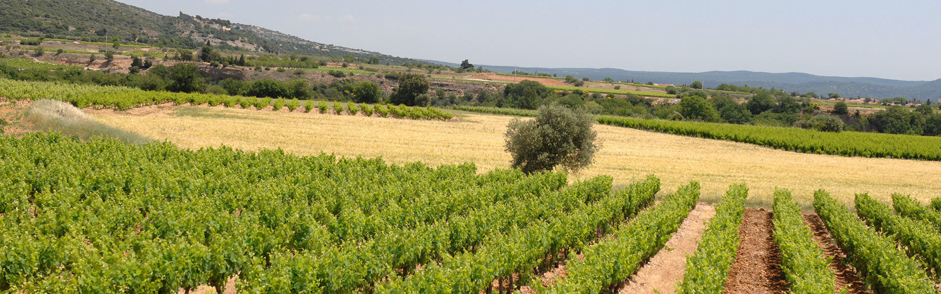 Découvrez le Domaine Malavieille et le Mas de Bertrand, producteurs de vin reconnus dans l'Hérault (34)