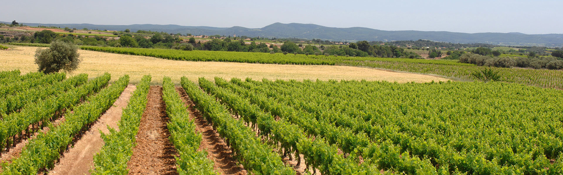 Découvrez le Domaine Malavieille et le Mas de Bertrand, producteurs de vin reconnus dans l'Hérault (34)